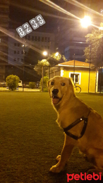 Golden Retriever, Köpek  şila fotoğrafı