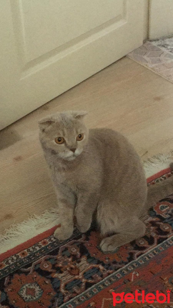 British Shorthair, Kedi  Piksy fotoğrafı