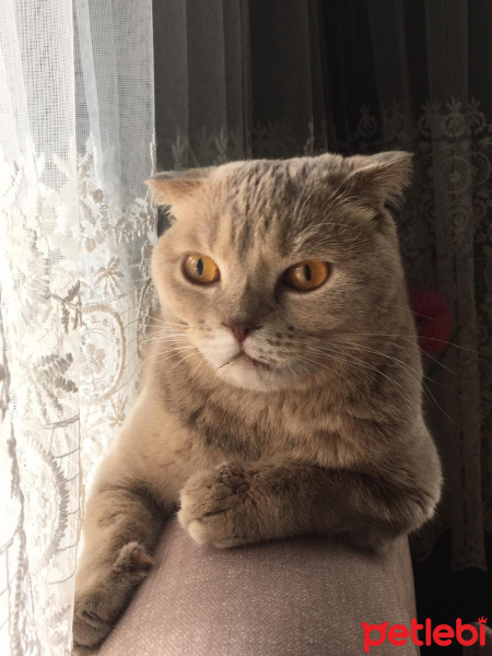British Shorthair, Kedi  Piksy fotoğrafı
