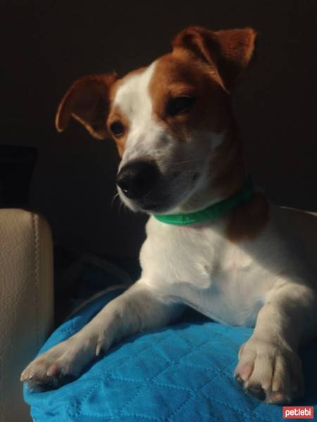 Jack Russell Terrier, Köpek  Pekmez fotoğrafı