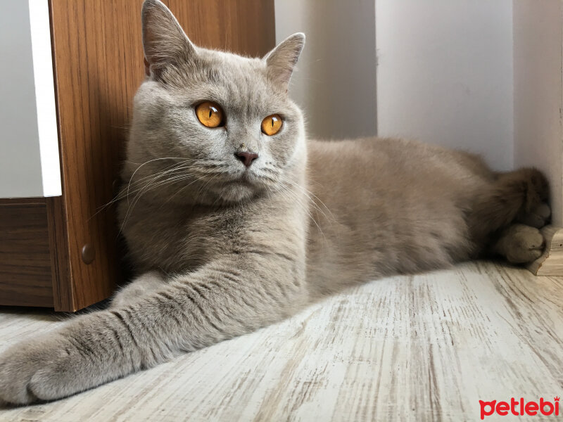 British Shorthair, Kedi  Maykıl fotoğrafı