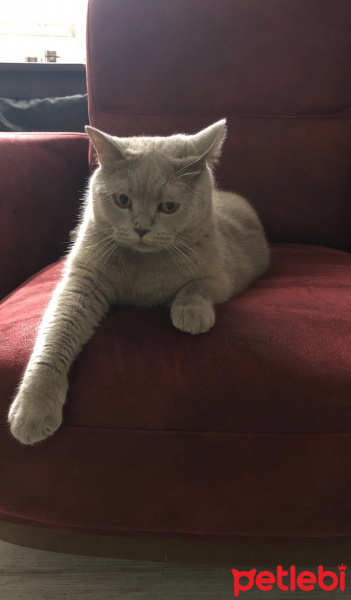 British Shorthair, Kedi  Maykıl fotoğrafı