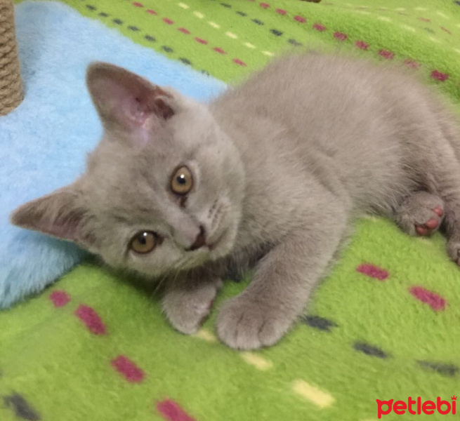 British Shorthair, Kedi  Maykıl fotoğrafı