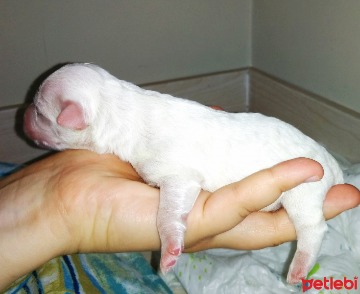 Maltese, Köpek  Shera fotoğrafı