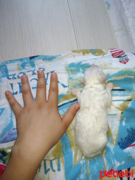 Maltese, Köpek  Shera fotoğrafı