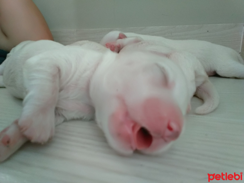 Maltese, Köpek  Shera fotoğrafı