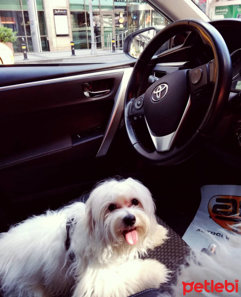 Maltese, Köpek  Shera fotoğrafı