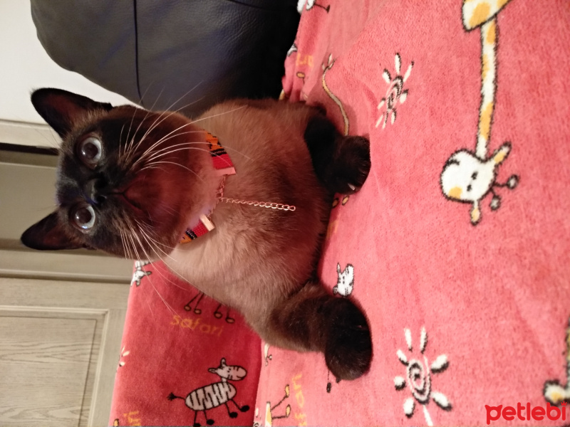 Siyam Kedisi, Kedi  Momo fotoğrafı