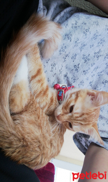 Sarman, Kedi  Venüs fotoğrafı