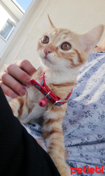 Sarman, Kedi  Venüs fotoğrafı