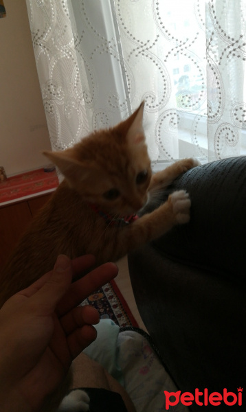 Sarman, Kedi  Venüs fotoğrafı