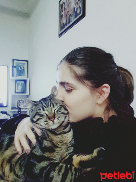 Tekir Kedi, Kedi  Tekir fotoğrafı