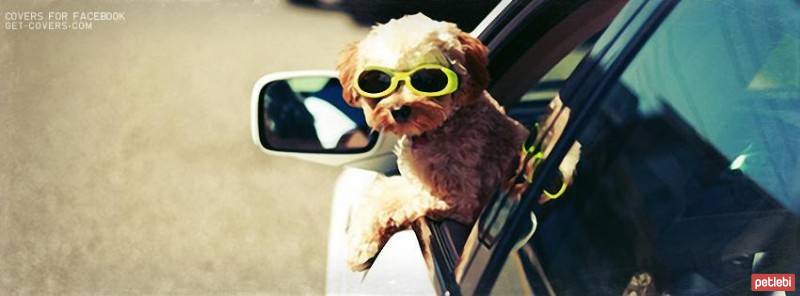 Yorkshire Terrier, Köpek  lili fotoğrafı