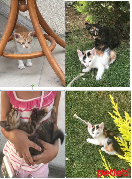 Sarman, Kedi  şanslı fotoğrafı