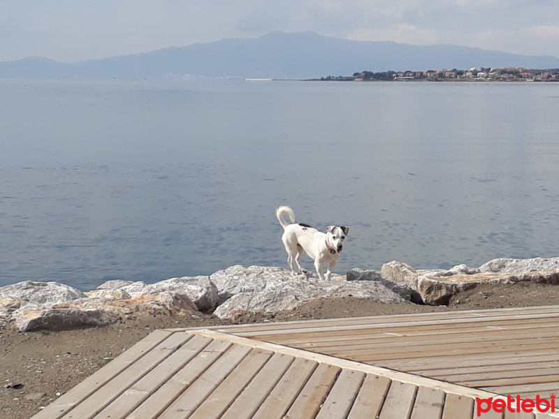 Jack Russell Terrier, Köpek  Huzur fotoğrafı