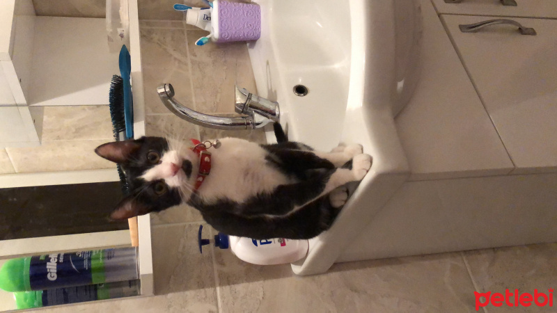 Tekir Kedi, Kedi  Mia fotoğrafı