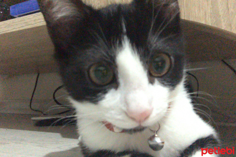 Tekir Kedi, Kedi  Mia fotoğrafı