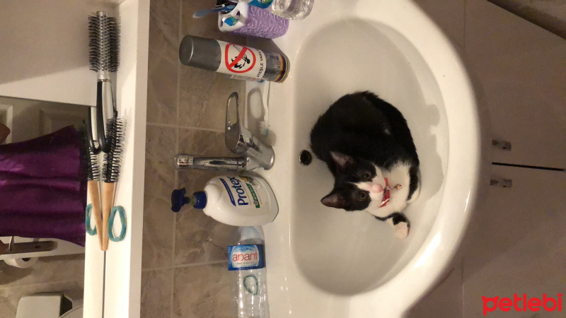 Tekir Kedi, Kedi  Mia fotoğrafı