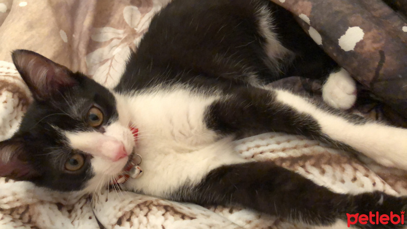Tekir Kedi, Kedi  Mia fotoğrafı