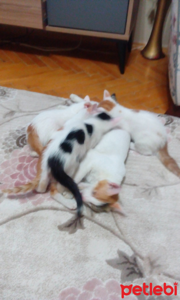 Tekir Kedi, Kedi  Yavru Kedicikler fotoğrafı