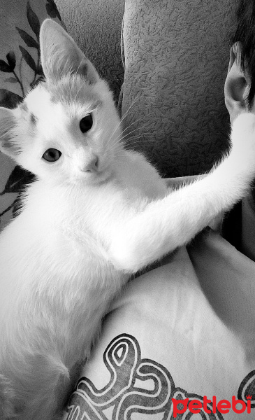 Tekir Kedi, Kedi  Yavru Kedicikler fotoğrafı