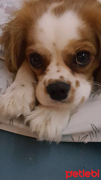 Cavalier King Charles Spanieli, Köpek  Bunny fotoğrafı