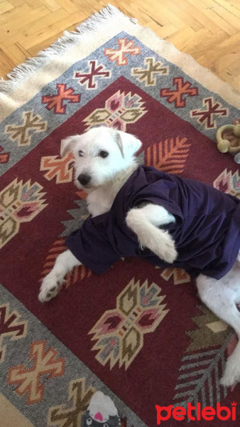 Maltese, Köpek  Cody Pamuk fotoğrafı