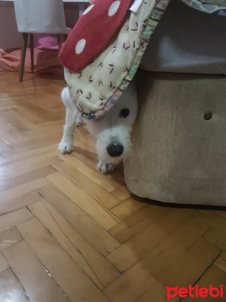 Maltese, Köpek  Cody Pamuk fotoğrafı