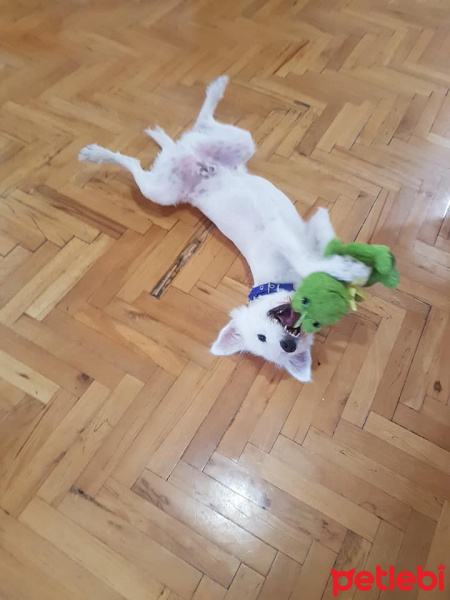 Maltese, Köpek  Cody Pamuk fotoğrafı