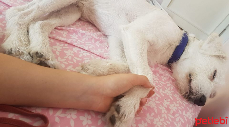 Maltese, Köpek  Cody Pamuk fotoğrafı