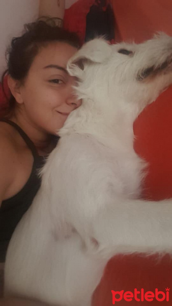 Maltese, Köpek  Cody Pamuk fotoğrafı