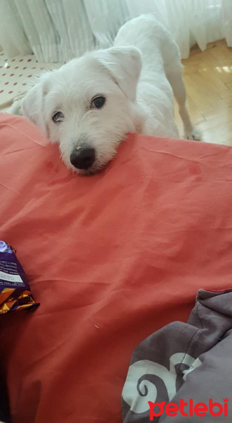 Maltese, Köpek  Cody Pamuk fotoğrafı
