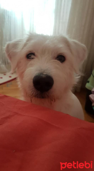Maltese, Köpek  Cody Pamuk fotoğrafı