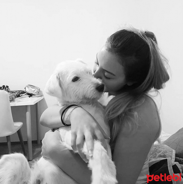 Maltese, Köpek  Cody Pamuk fotoğrafı
