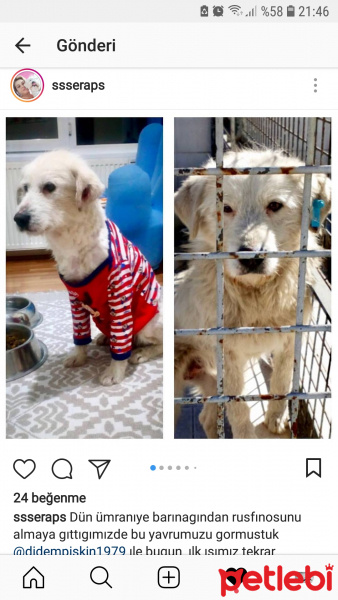Maltese, Köpek  Cody Pamuk fotoğrafı