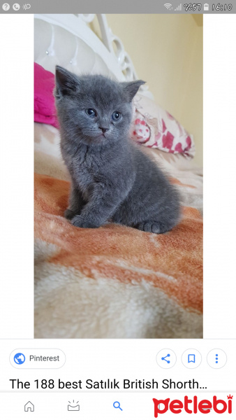 British Shorthair, Kedi  Mia fotoğrafı