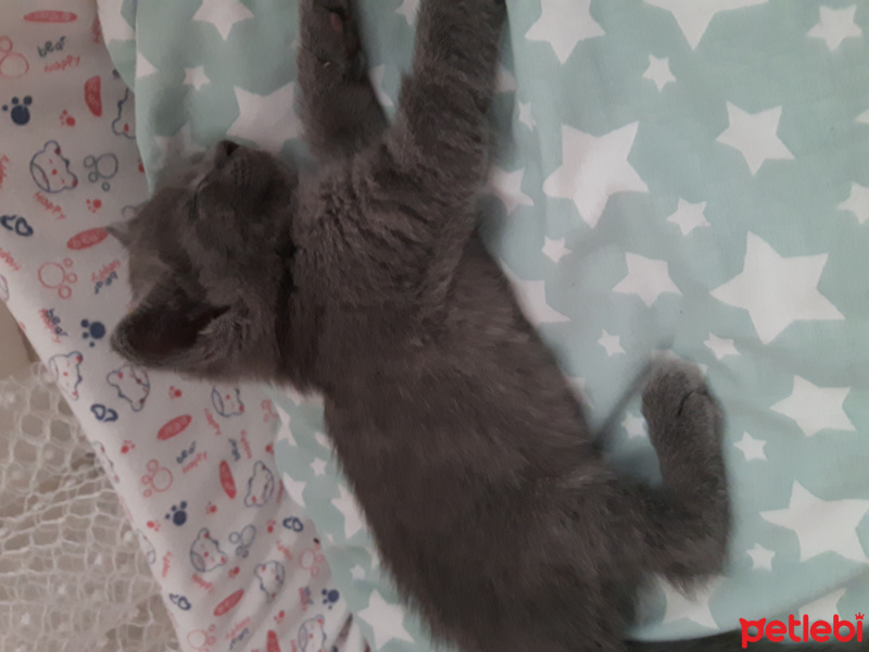 British Shorthair, Kedi  Mia fotoğrafı