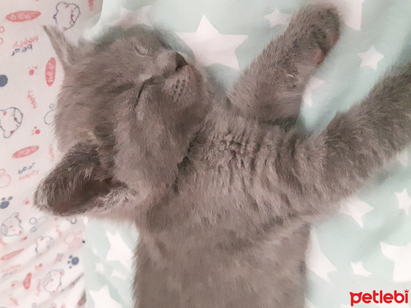 British Shorthair, Kedi  Mia fotoğrafı