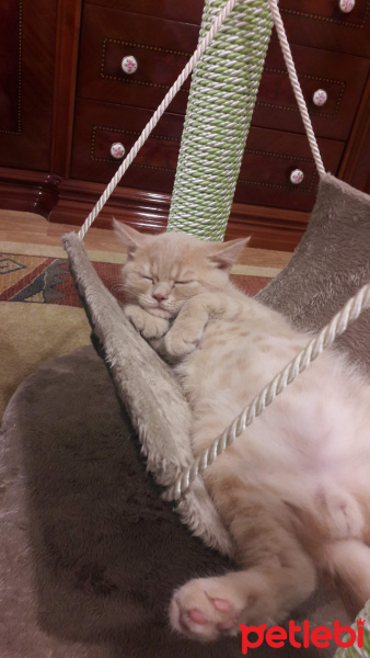 British Shorthair, Kedi  Çello fotoğrafı