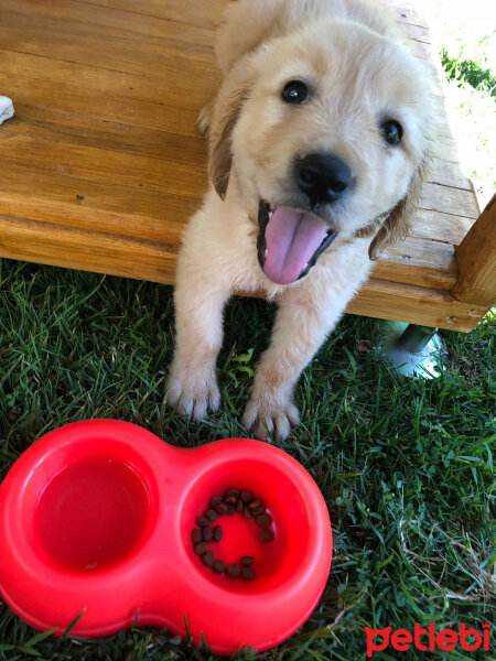 Golden Retriever, Köpek  Şeker fotoğrafı