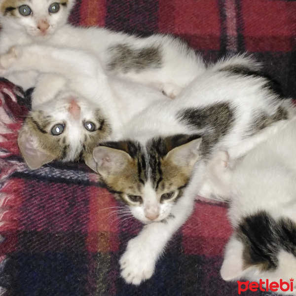 Oriental Longhair, Kedi  Nesrin fotoğrafı