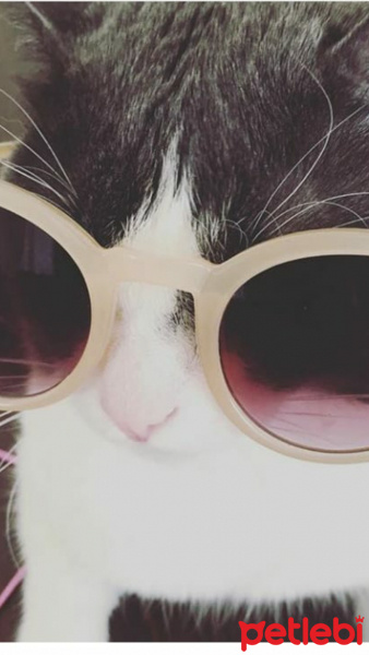 American Shorthair, Kedi  Mia fotoğrafı