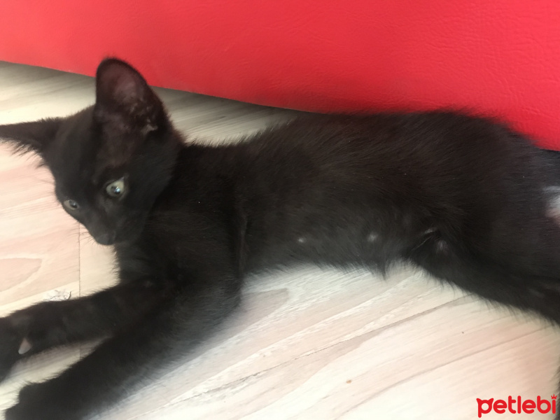 Tekir Kedi, Kedi  Gece fotoğrafı