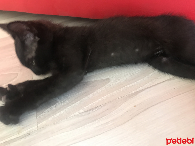 Tekir Kedi, Kedi  Gece fotoğrafı