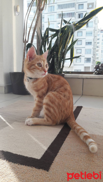 Tekir Kedi, Kedi  Tarçın fotoğrafı