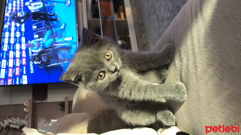 British Shorthair, Kedi  Duman fotoğrafı
