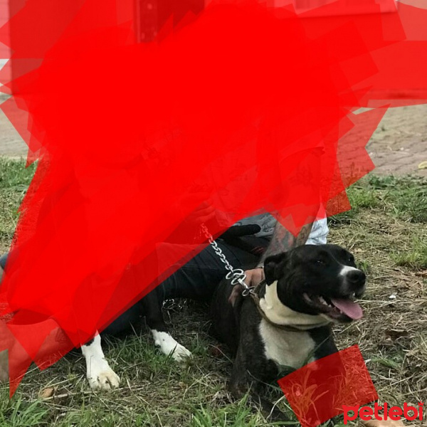 Amerikan Pitbull Terrier, Köpek  Lady fotoğrafı