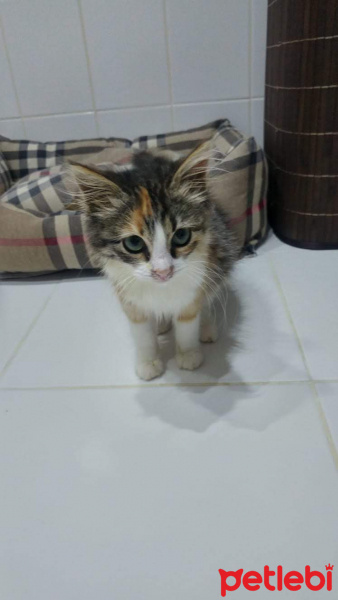 Tekir Kedi, Kedi  Şimdilik KIZÇE diyoruz fotoğrafı