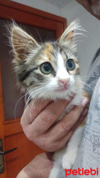 Tekir Kedi, Kedi  Şimdilik KIZÇE diyoruz fotoğrafı