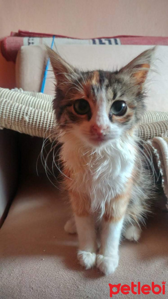 Tekir Kedi, Kedi  Şimdilik KIZÇE diyoruz fotoğrafı